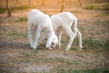 Two little sheep in the farm