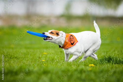 Fotografie, Obraz Jack Russell Terrier catching frisbee disk