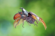 The Siamese rhinoceros beetle (Xylotrupes gideon) or fighting beetle, It is particularly known for its role in insect fighting in Thailand. New trend of Awesome pets / Flying beetle