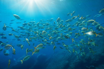 Wall Mural - School of fish salema porgy, Sarpa salpa, with sunlight underwater in the Mediterranean sea, Port-Cros, Hyeres, Cote d'Azur, France