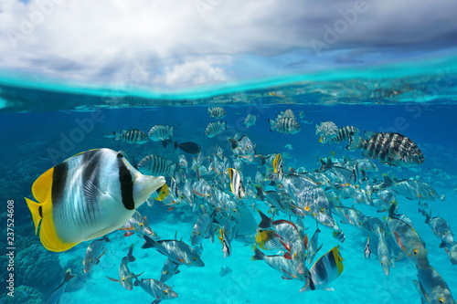 Fotografía A school of tropical fish underwater and sky with cloud, split view above and be