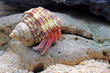 Hermit crab in nature, Selective focus , blurred background