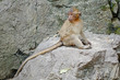 Long-tailed macaques or Crab-eating macaque(Macaca fascicularis) on rock mountain, Phang Nga province Thailand.