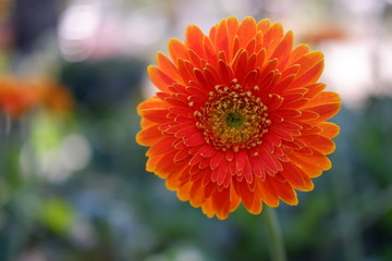 close up beautiful orange flower