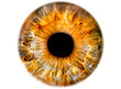 Leinwandbild Motiv Iris ,das menschliche Auge, freigestellt