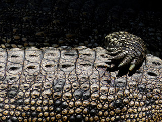 Crocodile skin texture