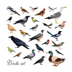 Bundle of city and wild forest birds drawn in modern geometric flat style, side view. Set of colorful cartoon avians or birdies isolated on white background. Trendy ornithological vector illustration.