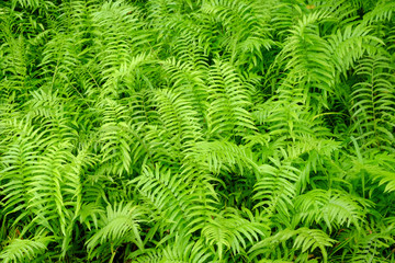 Poster - closeup fern in nature