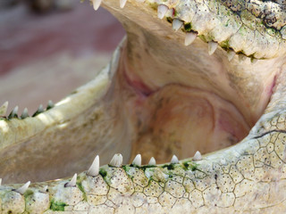 closeup of the mouth and teeth of a crocodile