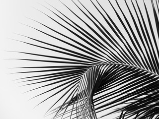 Obraz na płótnie raj palma szczyt karaiby