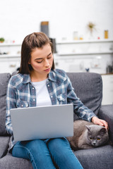 Wall Mural - young woman using laptop and stroking grey cat at home