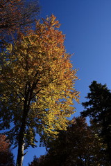 Wall Mural - tree in autumn