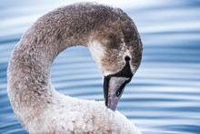 Portrait Of A Young Gray Swan Swimming On A Lake In Poland.