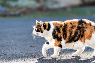 Outdoors calico cat outside hunting, walking on paved sidewalk, pavement, driveway curious closeup side profile portrait in front or back yard of home or house