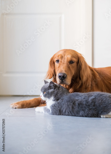 Golden Hound And British Short Haired Cat Buy This Stock Photo