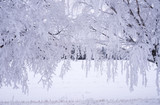 Fototapeta  - Frosty birch tree in a wintry landscape