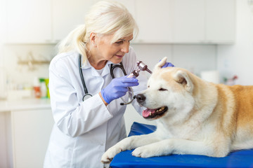 Sticker - Female veterinarian examining a dog in her office