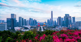 Fototapeta Nowy Jork - Shenzhen City Skyline and Architectural Landscape Nightscape..