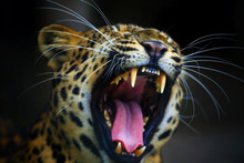 Portrait Of Adult Female Leopard Is Roaring