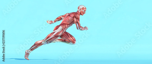 Fotografering  Male muscular system running.