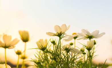 Wall Mural - White cosmos flowers bloom in the garden