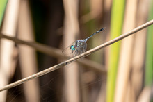 A Colorful Thornbush Dasher Dragonfly (Micrathyria Hagenii) Perched On Dried Grass In Punta Mita, Nayarit, Mexico