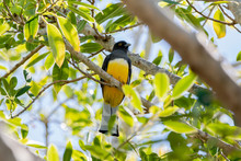 A Bright Endemic Yellow & Green Iridescent Citreoline Trogon (Trogon Citreolus) Perched High In A Tree In Punta De Mita, Nayarit, Mexico