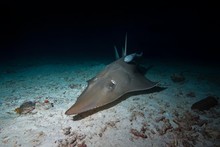 Giant Guitarfish (Rhynchobatus Djiddensis) Swims Over Sandy Bottom In The Night, Indo-Pacific Ocean, Maldives, Asia