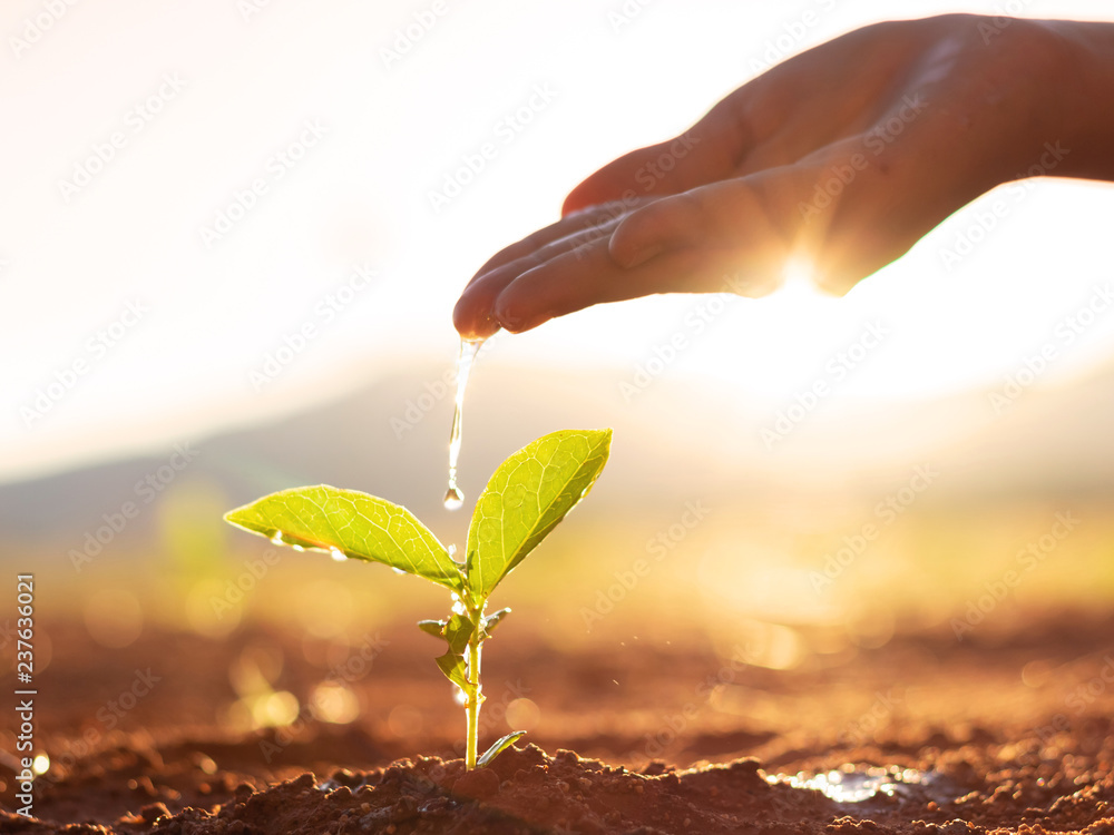 Hand nurturing and watering young baby plants growing in germination sequence on fertile soil at sunset background - obrazy, fototapety, plakaty 