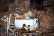 cute little red squirrel sitting in white enamel ware pot on an antique metal trike in garden. soft background focus of browns and autumn leaves. 