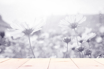 Wall Mural - wooden table and cosmos flower garden and falling snow