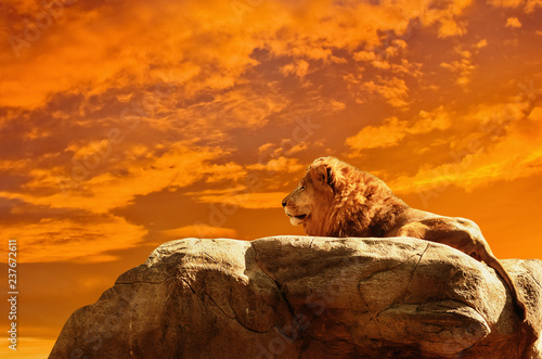 Fotografia, Obraz  Lion at sunset background