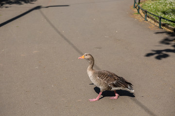 goose on the road