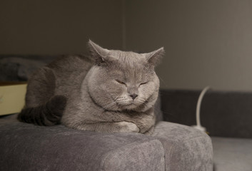 British cat on sofa