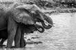 Elephanten Mutter mit Kind