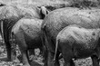 Rückseite von Elephanten