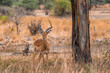 Impala Männchen