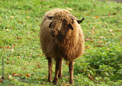 Mouton Roux Du Valais Appele Aussi Roux Du Pays Une Race De Mouton Suisse Stock Photo Adobe Stock Mouton Roux Du Valais Appele Aussi Roux Du Pays Une Race De Mouton Suisse Stock Photo Adobe Stock