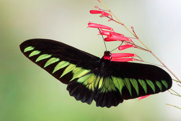 Butterfly : Rajah Brooke's birdwing (Trogonoptera brookiana) (Male) the birdwing butterfly from Thai-Malay Peninsula, and Borneo. National butterfly of Malaysia. Protected. Selective focus.