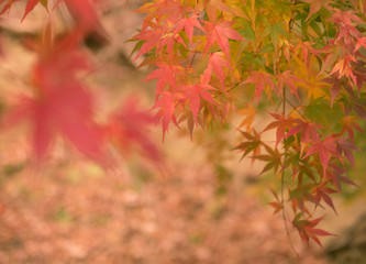 autumn（fall） leaves　autumnleaves 