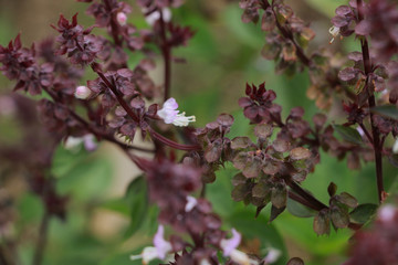 Poster - Sweet basil at garden