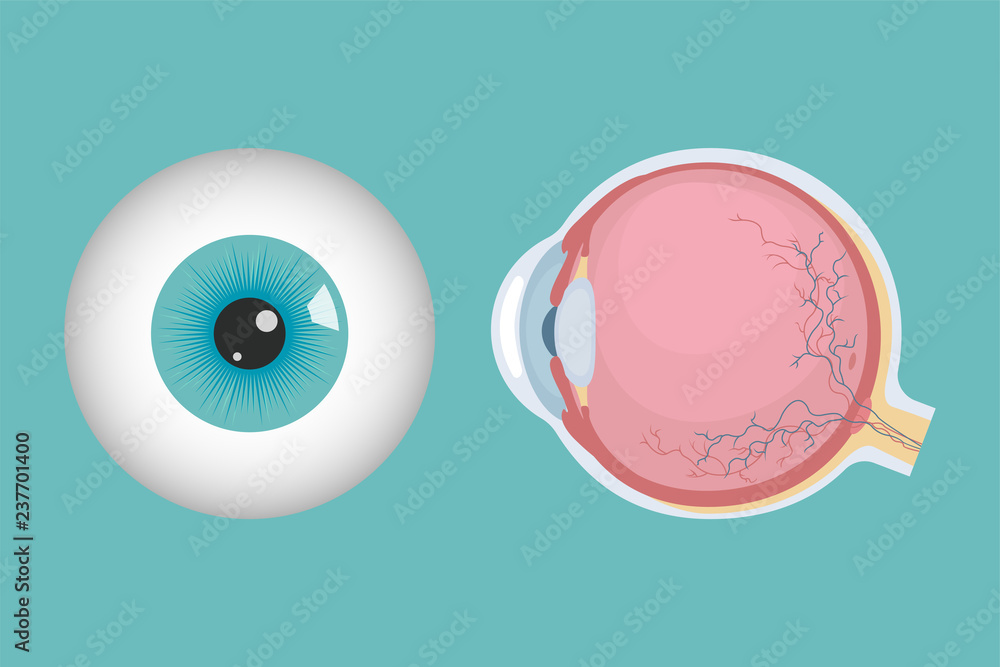 Human eyeball icon. Human eye structure. Vector illustration. Stock ...