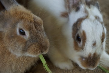 Rabbit eat morning glory and carrot.