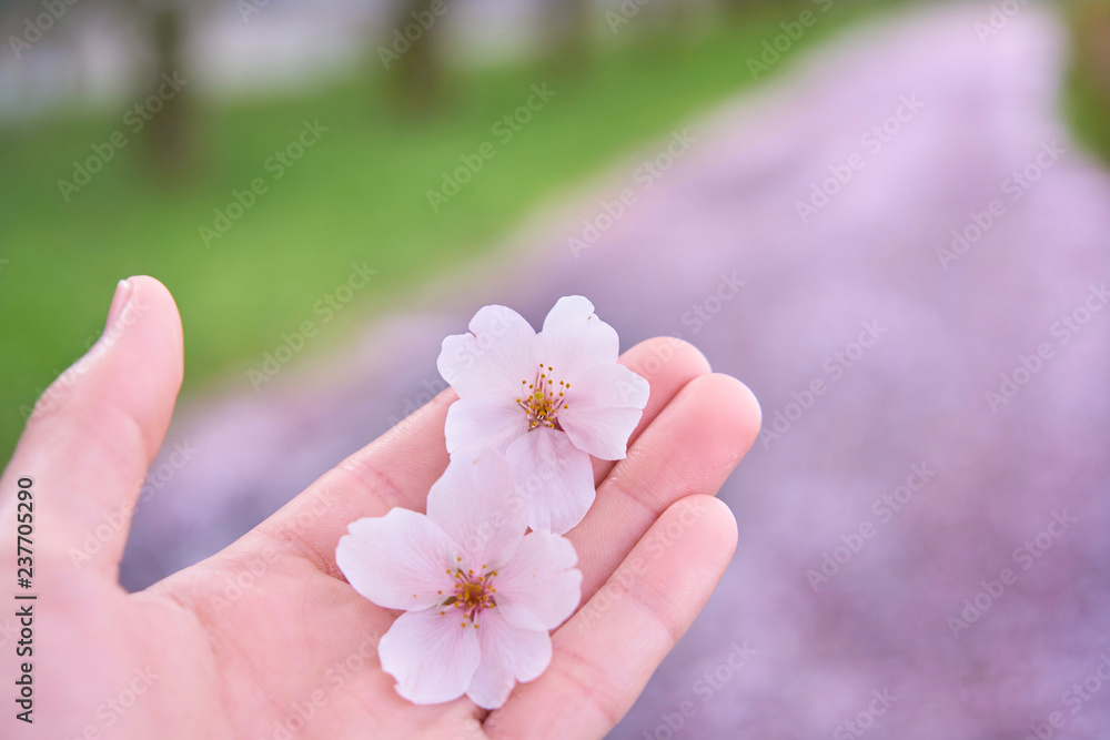 手のひら 桜並木 桜の花 花びら Stock Photo | Adobe Stock