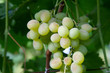 Close up view of ripe juicy berries of grapes on branch with leaves in vineyard..