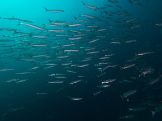 Wall Mural - School of Chevron Barracudas