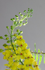 Poster - Caesalpinia mimosoides in garden