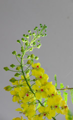 Poster - Caesalpinia mimosoides in garden