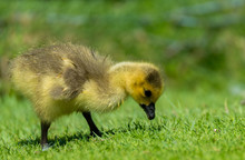 Baby Canada Goose Looking For Food In The Grass. He Is Wet, And Very Young.