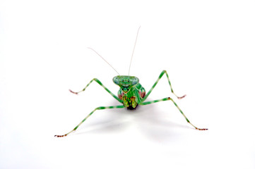 Canvas Print - Bunte Zwergmantis (Miomantis binotata) - African Pinstripe Mantis